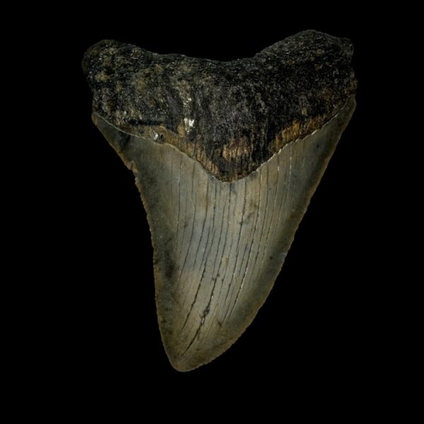 3.53" Megalodon Tooth Fossil