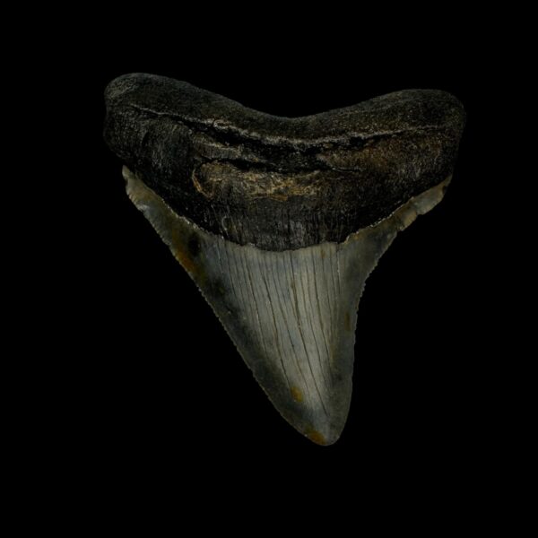 3.01" Serrated Megalodon Tooth Fossil