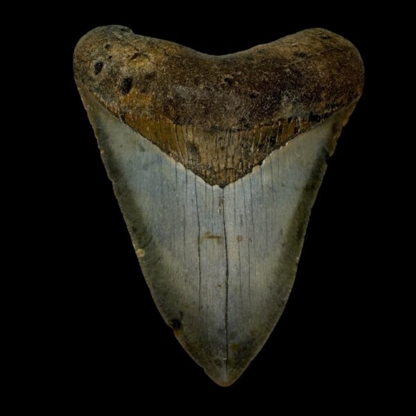 4.06" Megalodon Tooth Fossil