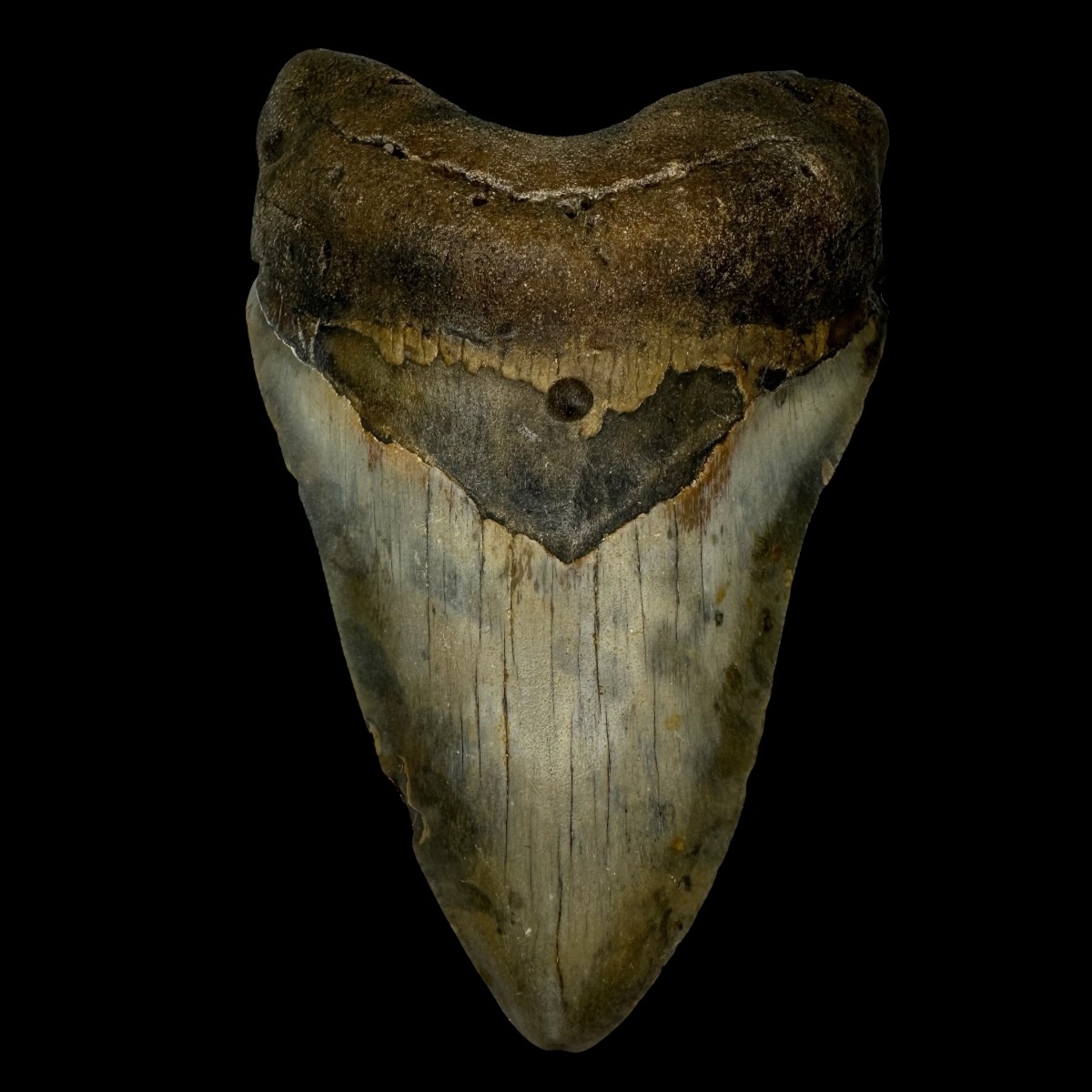 4.69" Megalodon Tooth Fossil