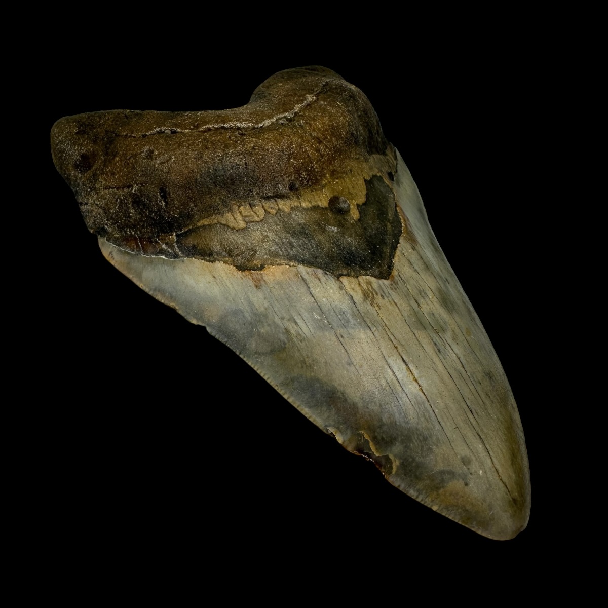 4.69" Megalodon Tooth Fossil - Image 4