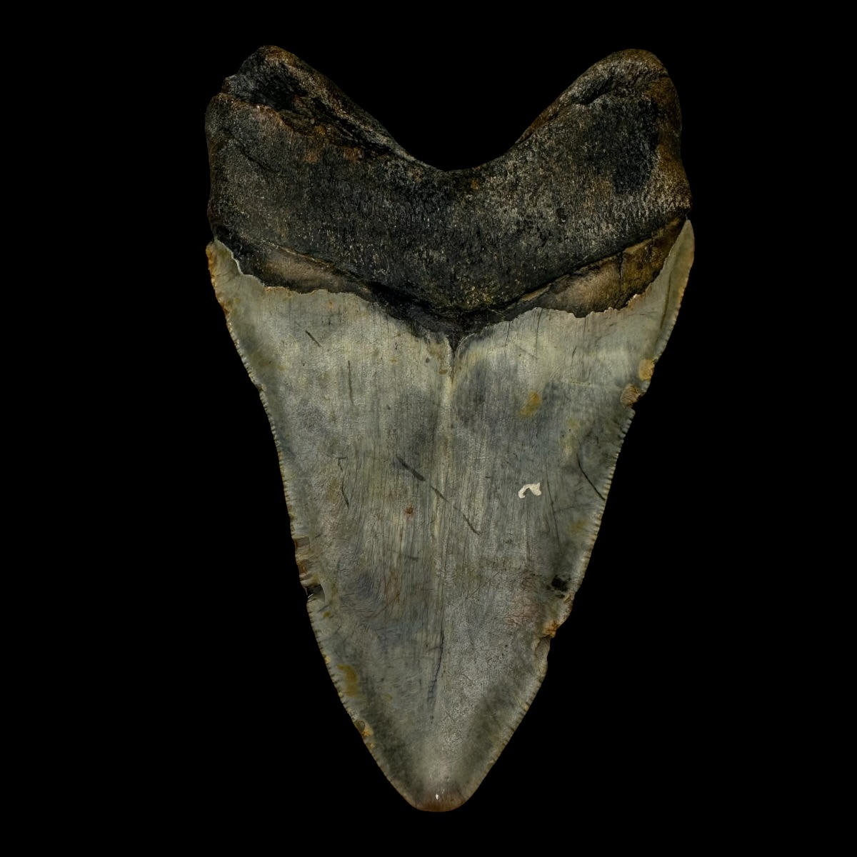 4.69" Megalodon Tooth Fossil - Image 2