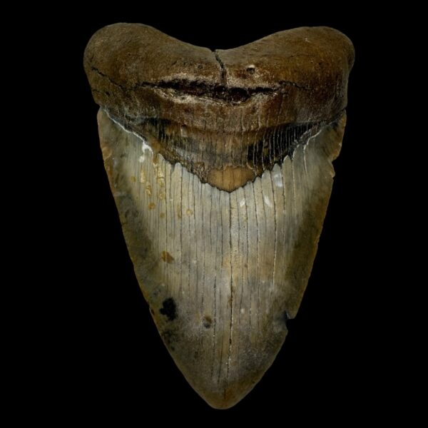 4.84" Megalodon Tooth Fossil
