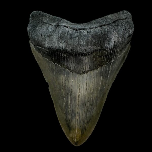 5.32" Serrated Megalodon Tooth Fossil