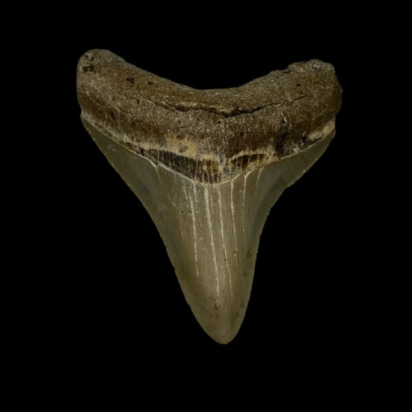 2.94" Serrated Megalodon Tooth Fossil