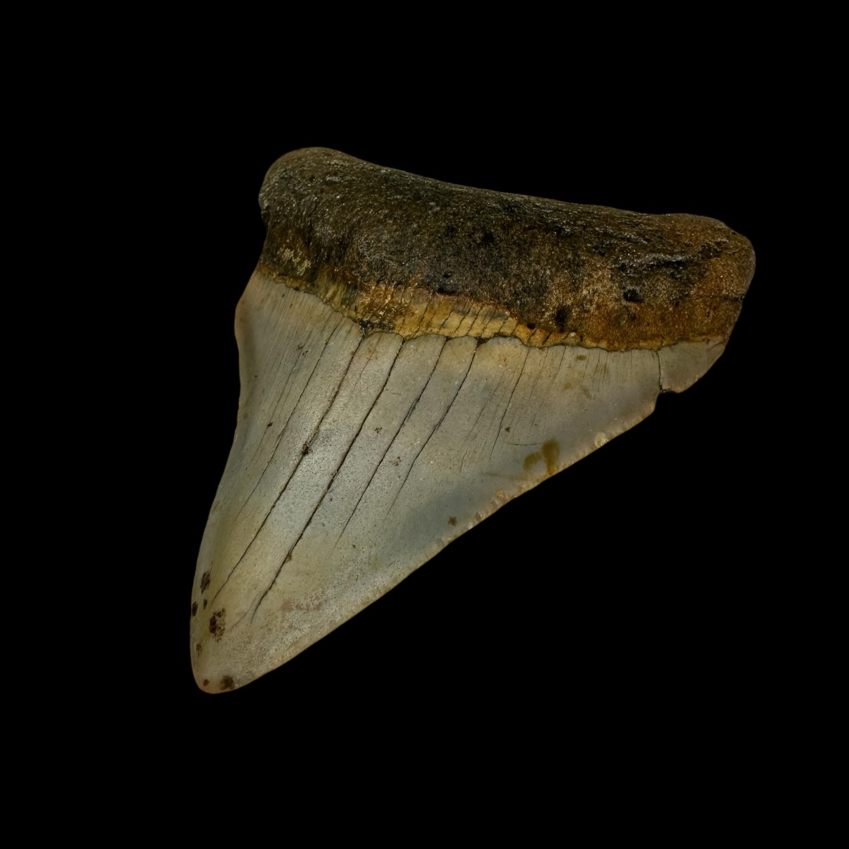 3.43" Megalodon Tooth Fossil - Image 3