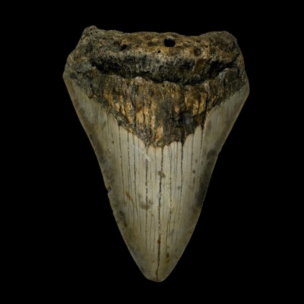 3.98″ Megalodon Tooth Fossil