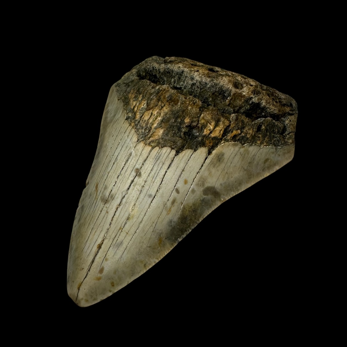 3.98" Megalodon Tooth Fossil - Image 3