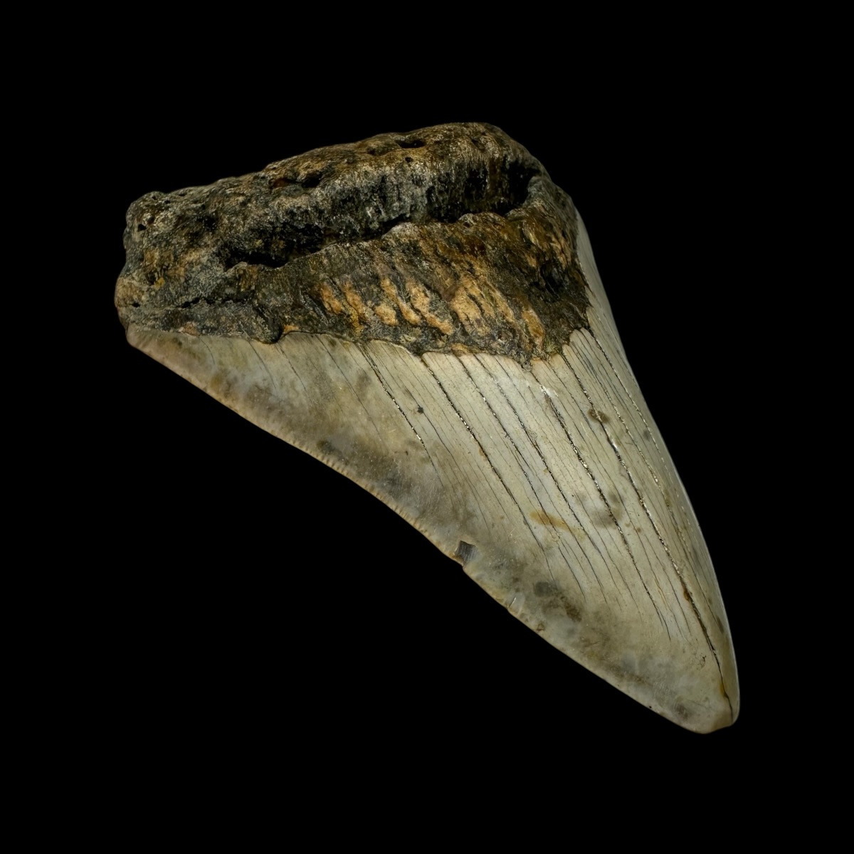 3.98" Megalodon Tooth Fossil - Image 4
