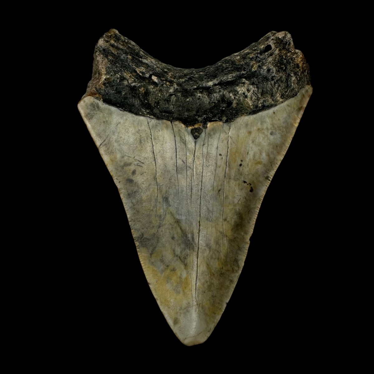 3.98" Megalodon Tooth Fossil - Image 2