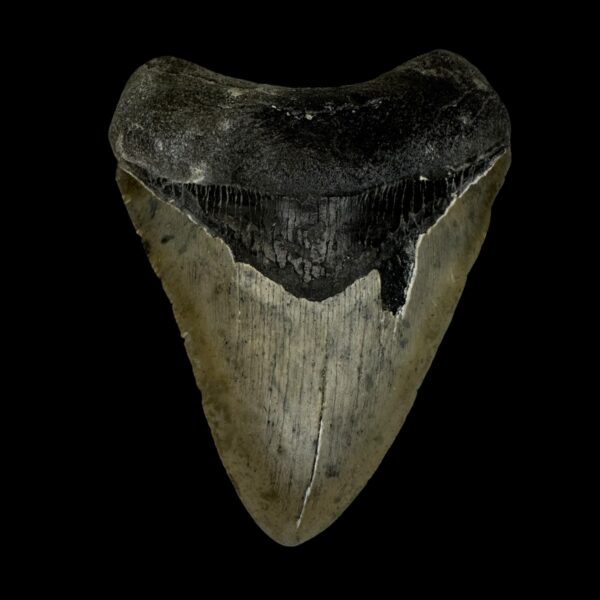 3.72" Megalodon Tooth Fossil