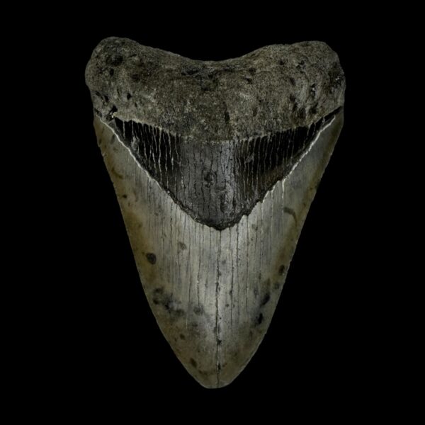 3.89" Megalodon Tooth Fossil