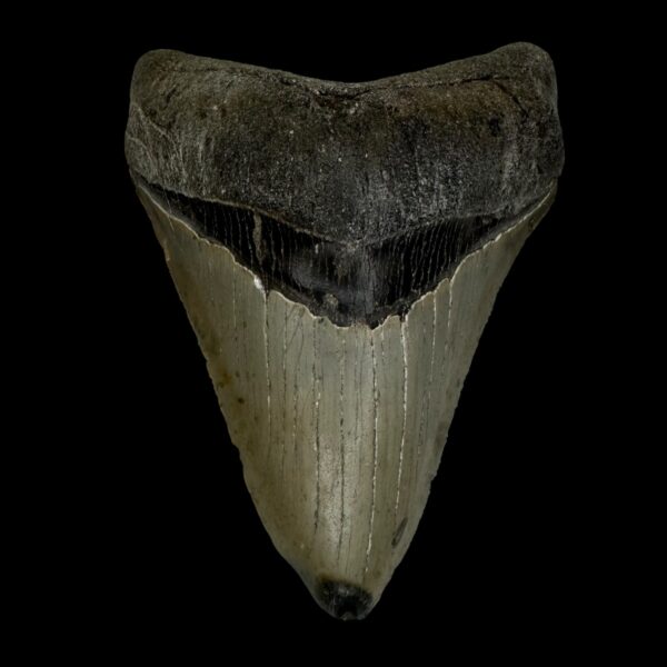 4.28" Serrated Megalodon Tooth Fossil