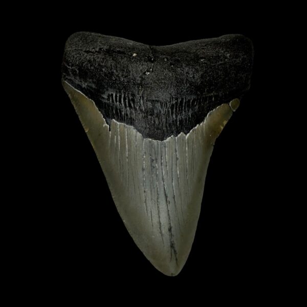 3.78" Megalodon Tooth Fossil