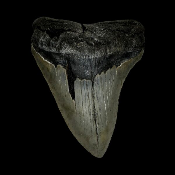 3.80" Serrated Megalodon Tooth Fossil