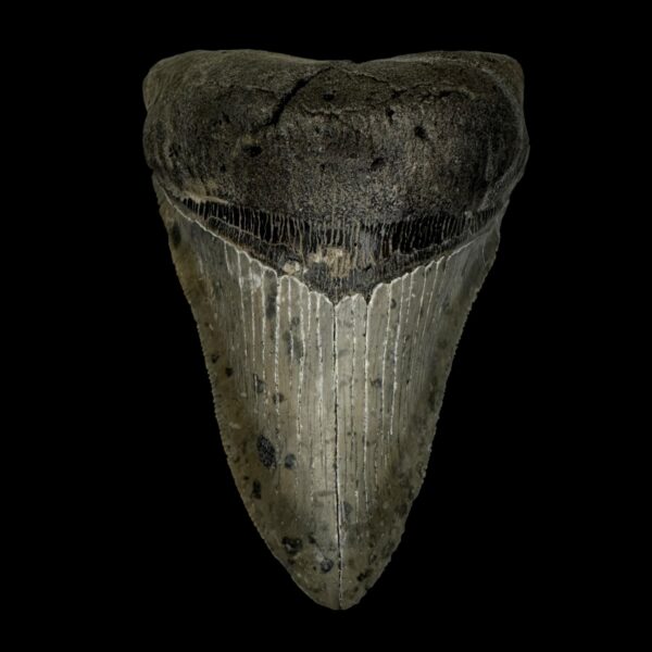4.27″ Serrated Megalodon Tooth – Dark Enamel