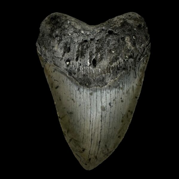 4.78″ Megalodon Tooth