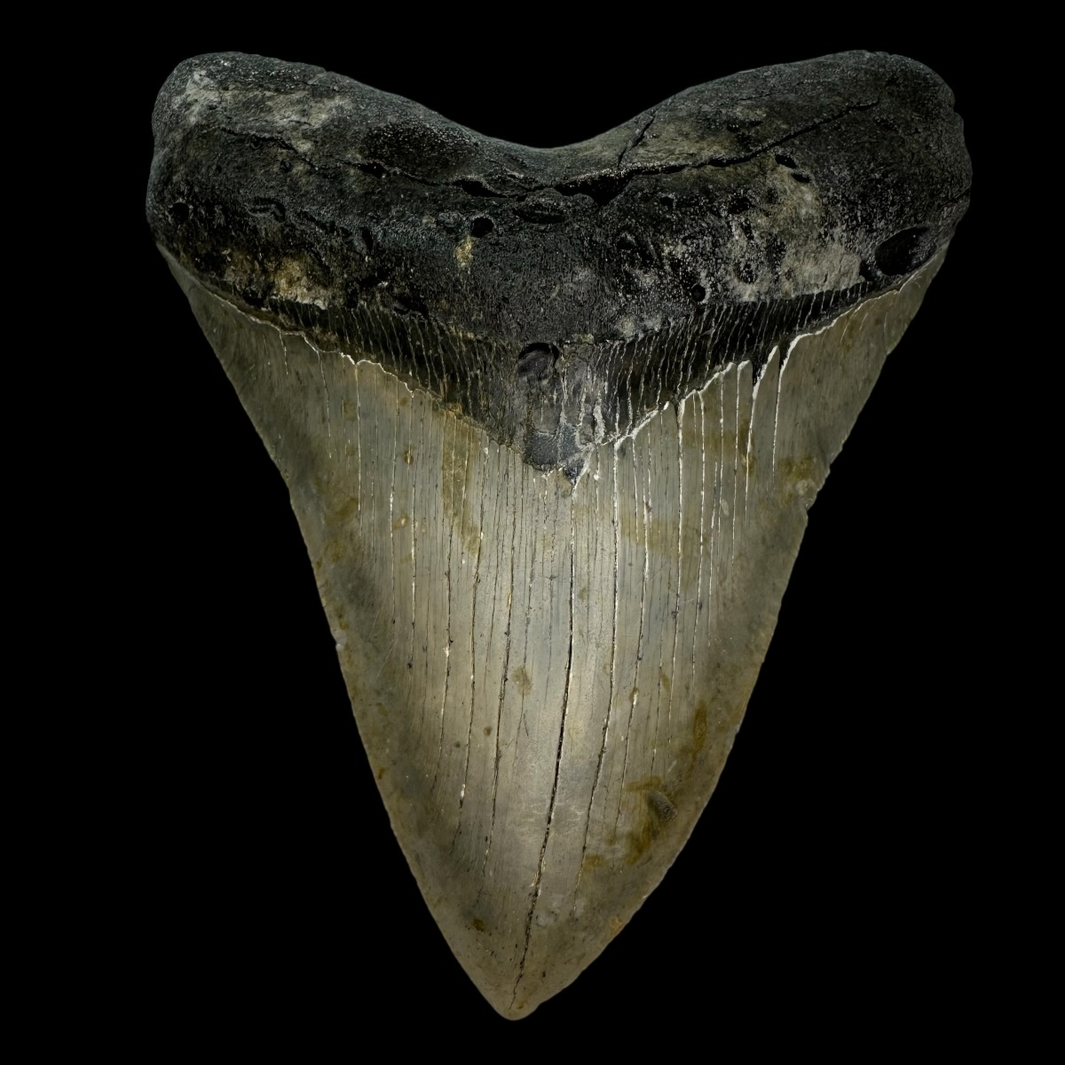 5.50" Serrated Megalodon Tooth Fossil