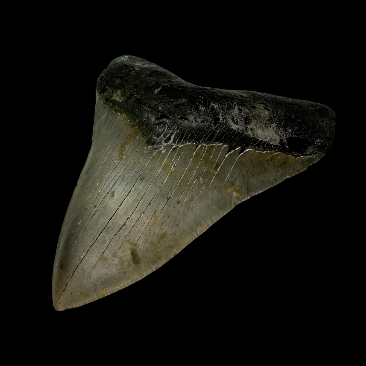 5.50" Serrated Megalodon Tooth Fossil - Image 3