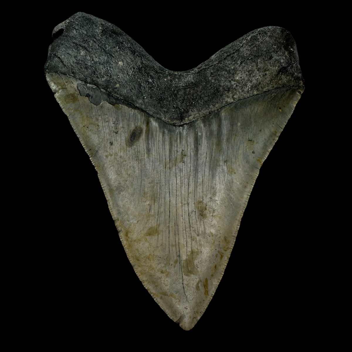 5.50" Serrated Megalodon Tooth Fossil - Image 2