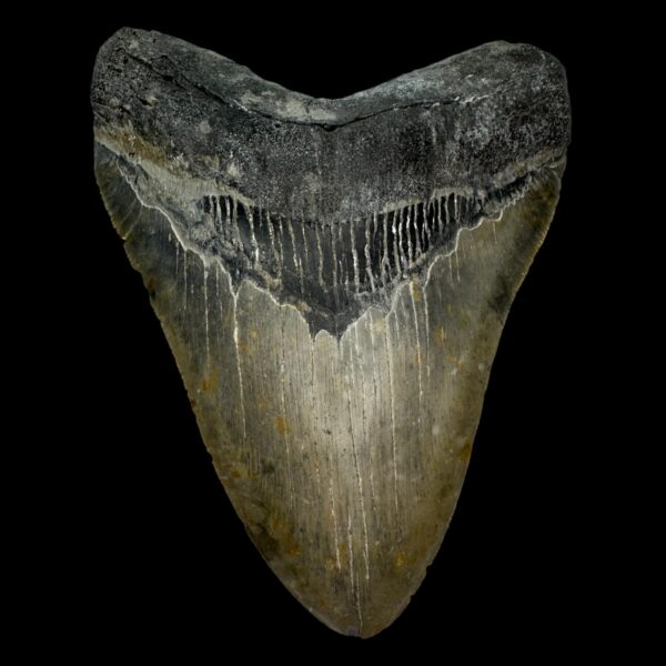 5.86" Megalodon Tooth Fossil