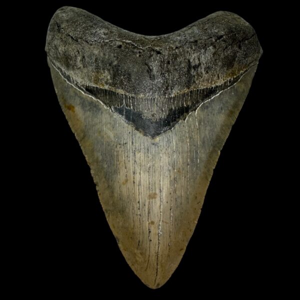 5.46" Serrated Megalodon Tooth Fossil
