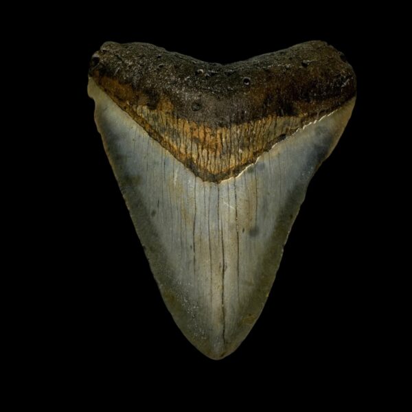 3.90" Megalodon Tooth Fossil
