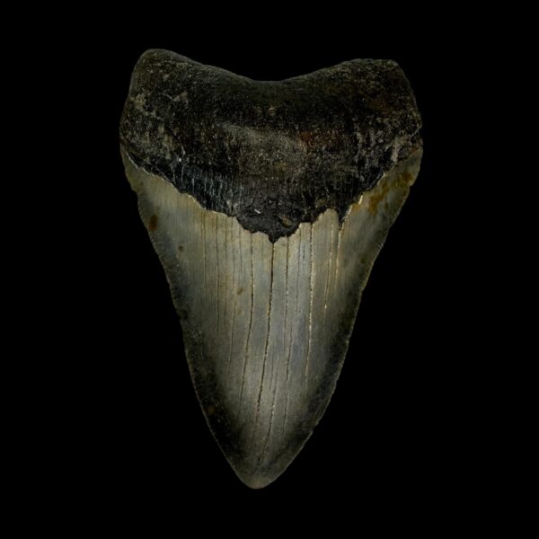 3.42" Serrated Megalodon Tooth Fossil