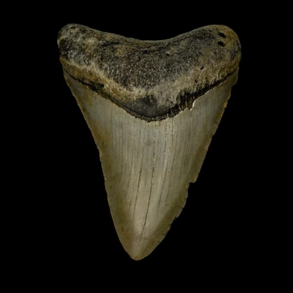 3.09" Megalodon Tooth Fossil