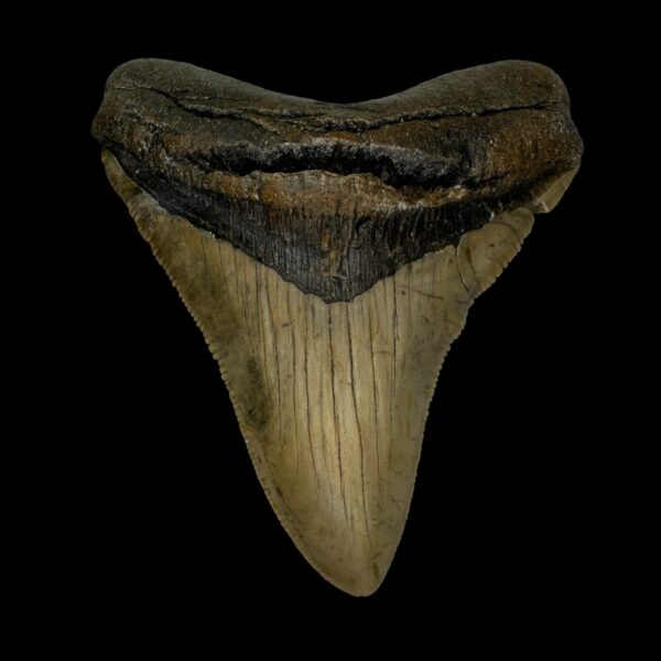 3.51" Serrated Megalodon Tooth Fossil