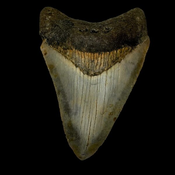3.73" Serrated Megalodon Tooth Fossil
