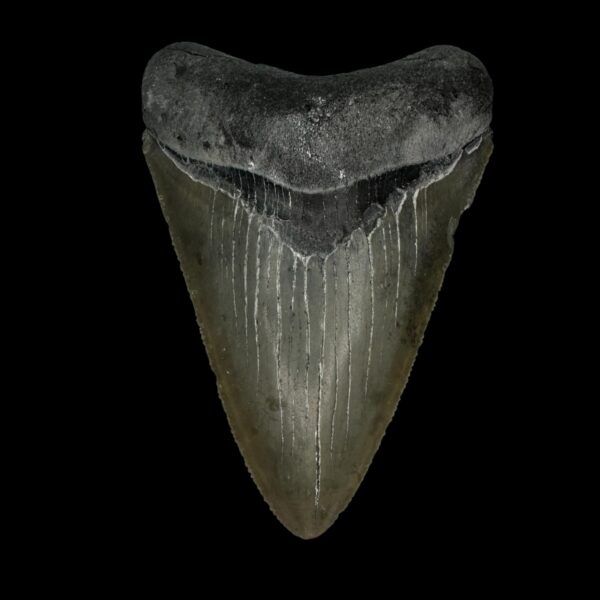 3.05" Megalodon Tooth Fossil