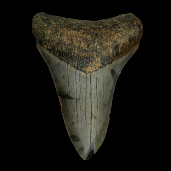 3.39" Megalodon Tooth Fossil