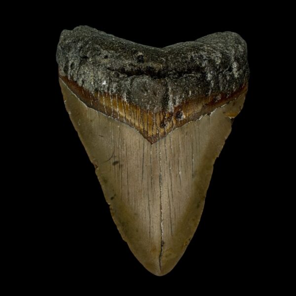3.80" Megalodon Tooth Fossil