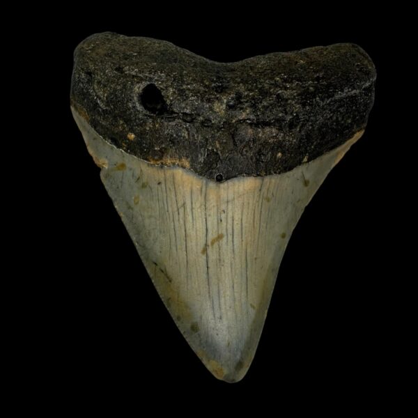 3.46" Megalodon Tooth Fossil