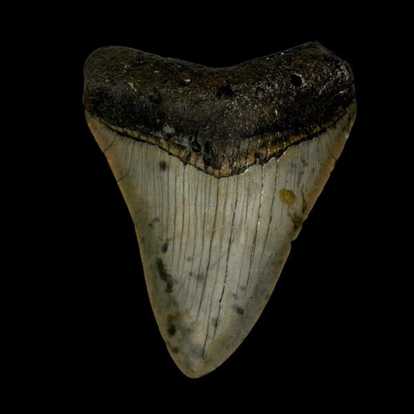 3.13" Megalodon Tooth Fossil