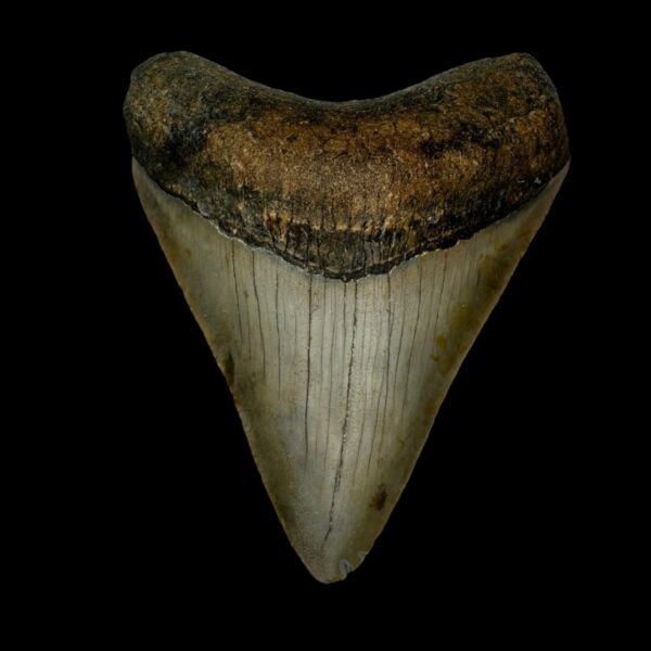 3.55" Megalodon Tooth Fossil