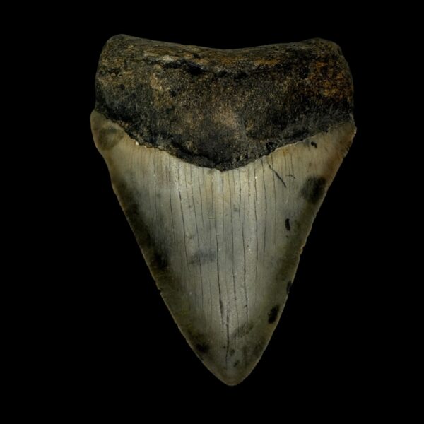 3.39" Megalodon Tooth Fossil