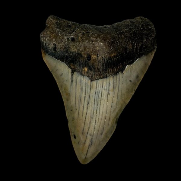 3.53" Megalodon Tooth Fossil