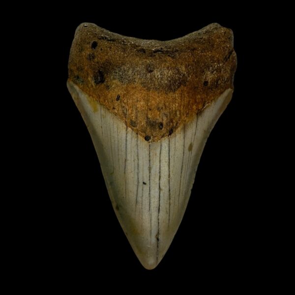 3.32" Megalodon Tooth Fossil