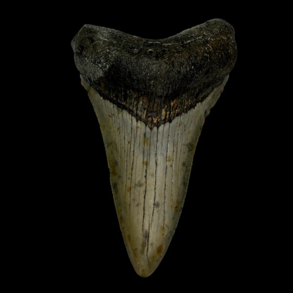 3.71" Megalodon Tooth Fossil
