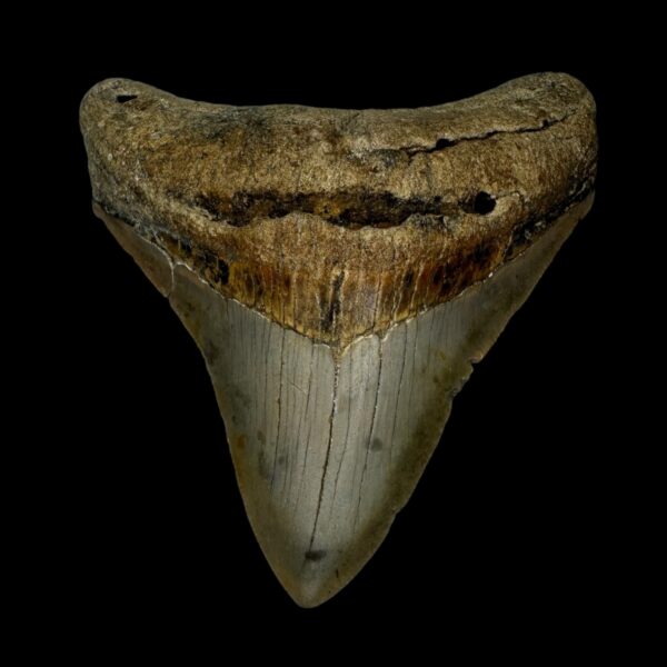 3.47" Megalodon Tooth Fossil