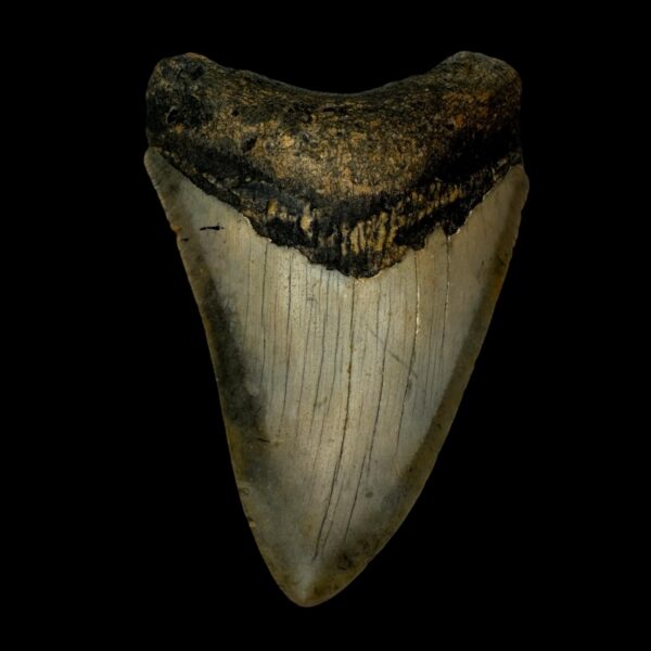 3.99" Megalodon Tooth Fossil