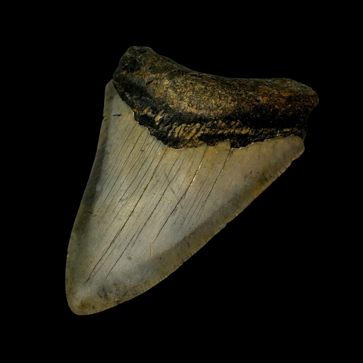 3.99" Megalodon Tooth Fossil - Image 3