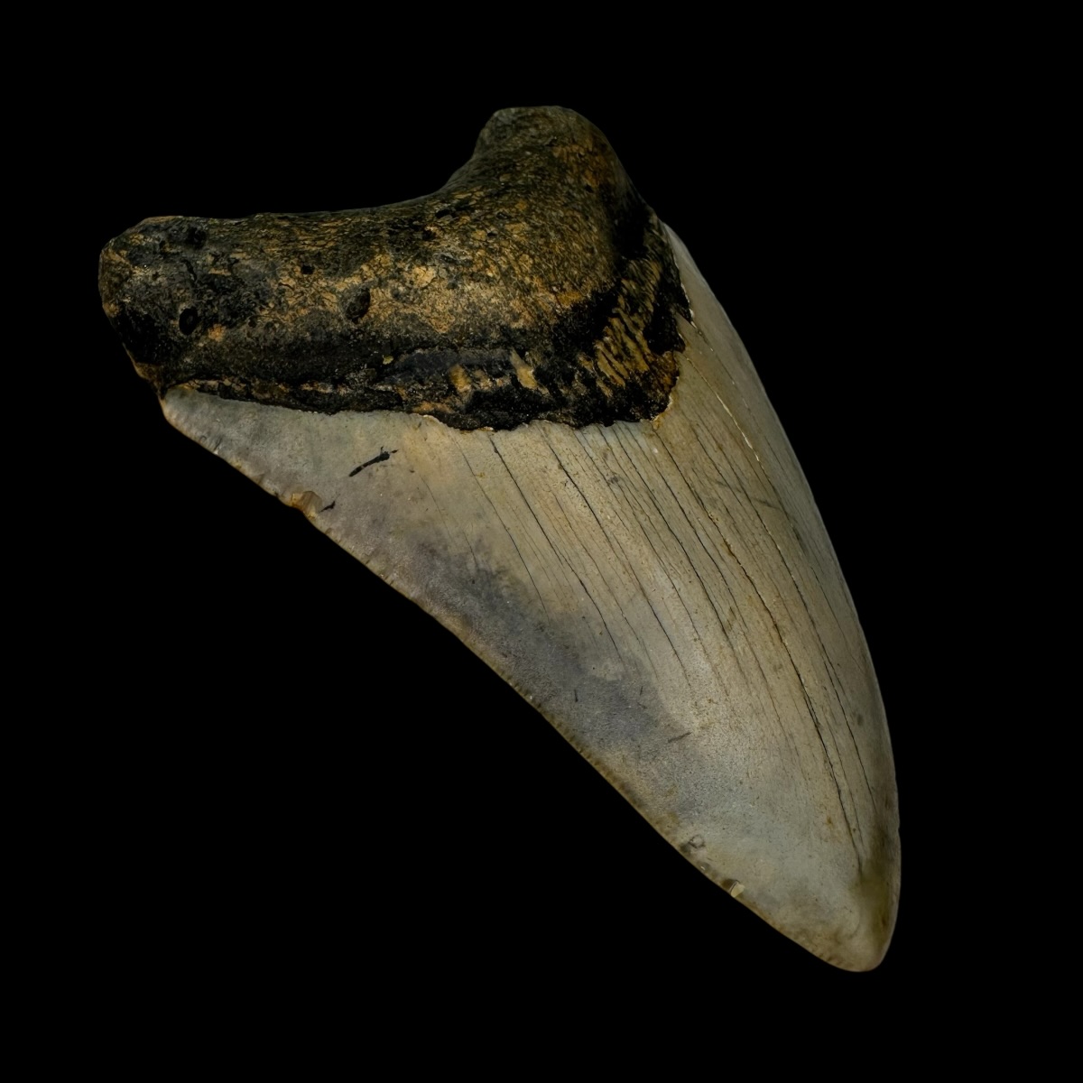 3.99" Megalodon Tooth Fossil - Image 4