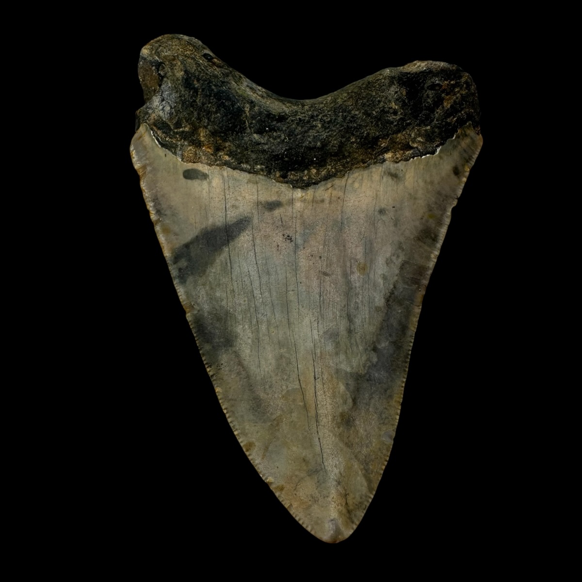 3.99" Megalodon Tooth Fossil - Image 2