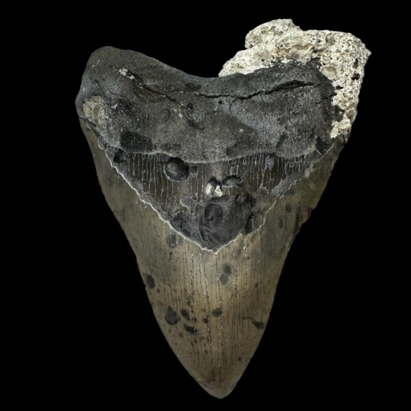 5.45" Megalodon Tooth Fossil