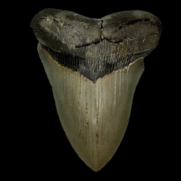 5.24" Serrated Megalodon Tooth Fossil