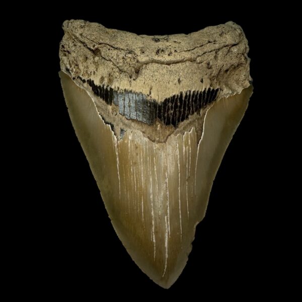 5.09" Serrated Megalodon Tooth Fossil