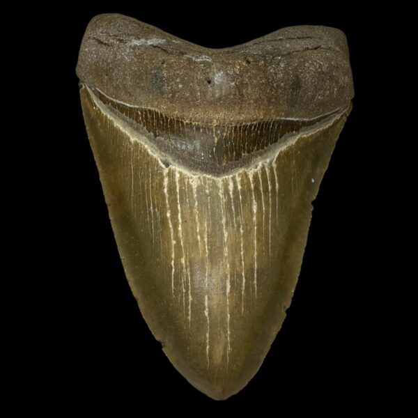 5.71" Megalodon Tooth Fossil